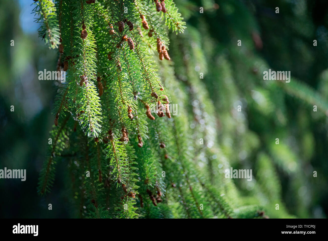 Brewer Fichte, Nordrhein-Westfalen, Deutschland, Europa, (Picea brauereiwerbemittel) Stockfoto