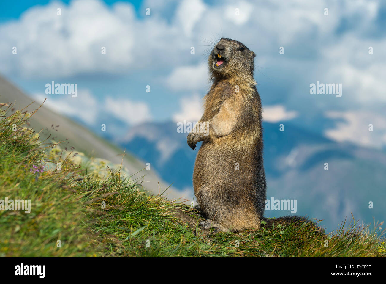 Alpine Marmot, Marmota marmota, Nationalpark Hohe Tauern, Kärnten, Österreich Stockfoto
