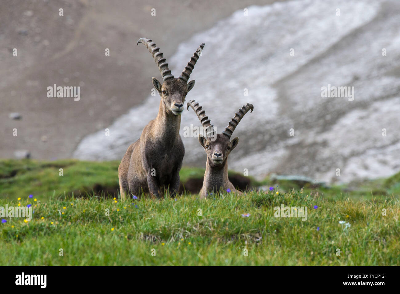 Steinböcke, Capra ibex, Nationalpark Hohe Tauern, Kärnten, Österreich Stockfoto