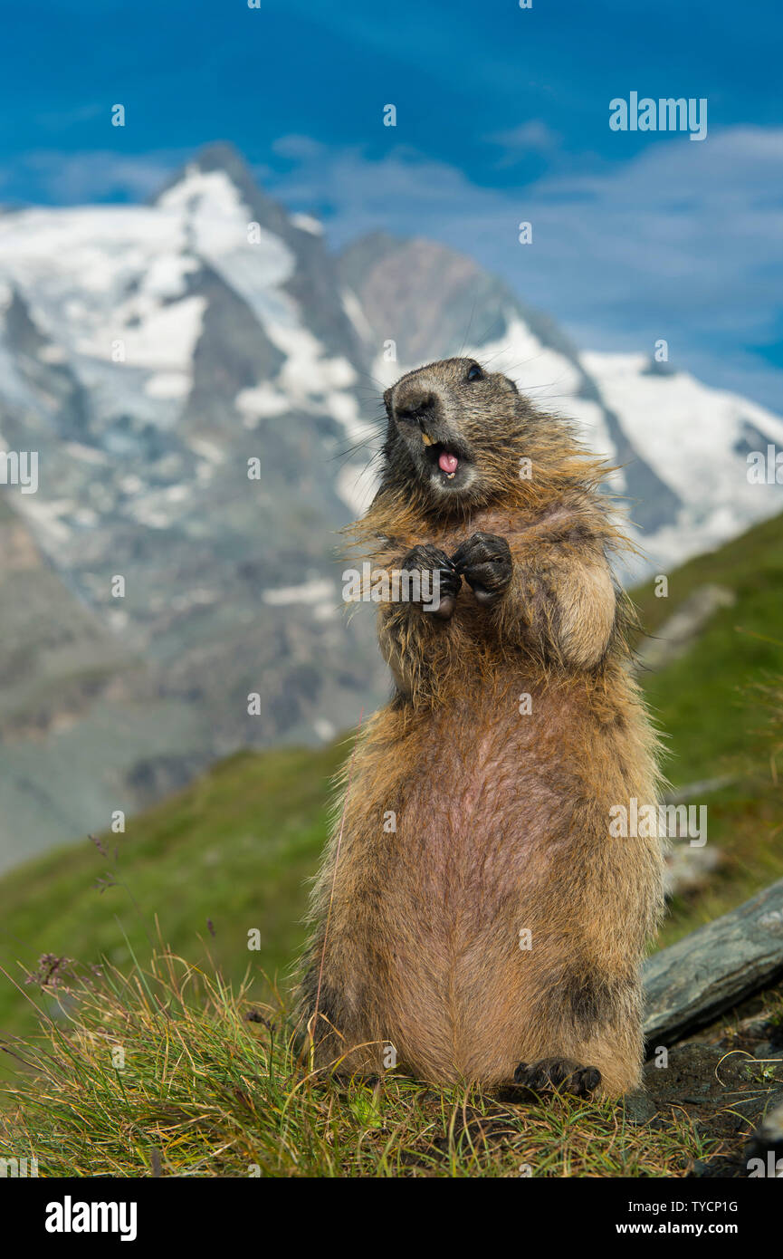 Alpine Marmot, Marmota marmota, Nationalpark Hohe Tauern, Kärnten, Österreich Stockfoto