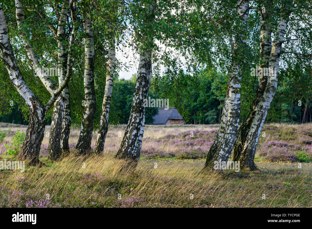 Pestrup Gräberfeld, Wildeshausen, Oldenburger Land, Niedersachsen, Deutschland Stockfoto