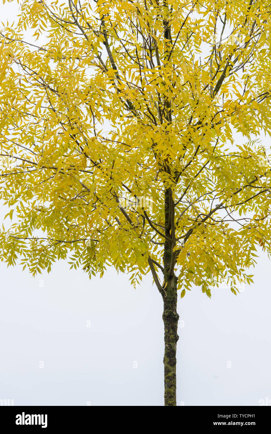 Pekannussbaum, (Carya illinoinensis), im Herbst Stockfoto