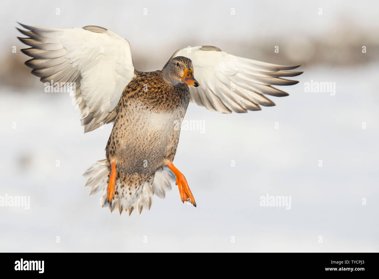 Stockente, weiblich, Niedersachsen, Deutschland, Anas platyrhynchos Stockfoto