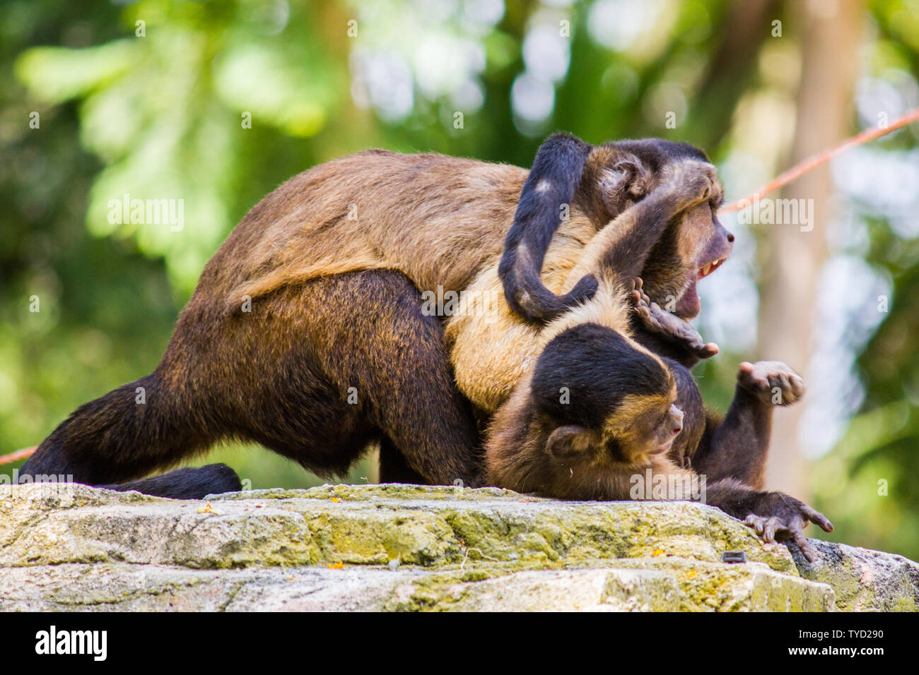 Zwei braune Kapuziner Affen kämpfen und spielen auf einem Felsen Stockfoto