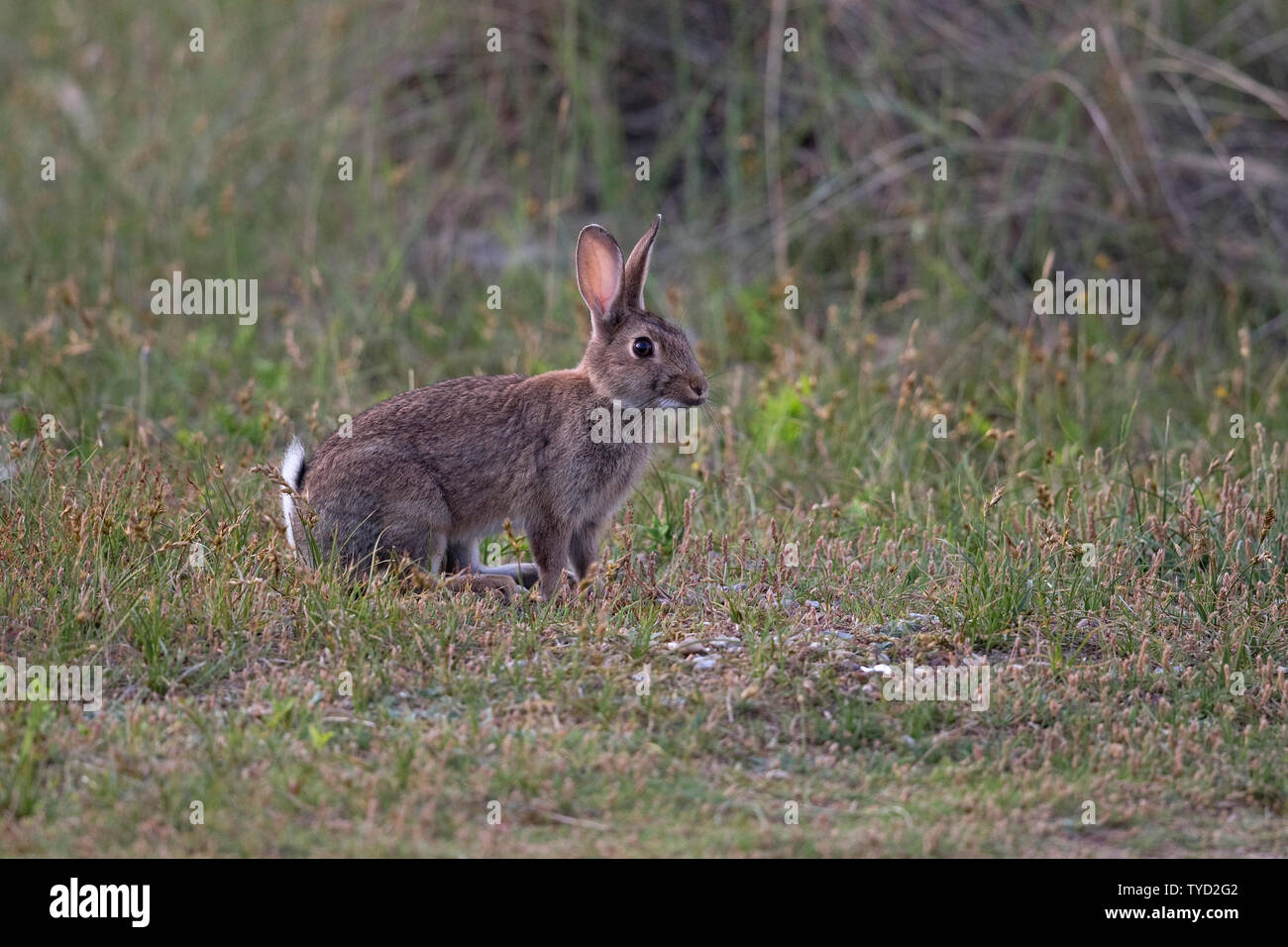 Kaninchen (Oryctolagus Cuniculus) Stockfoto