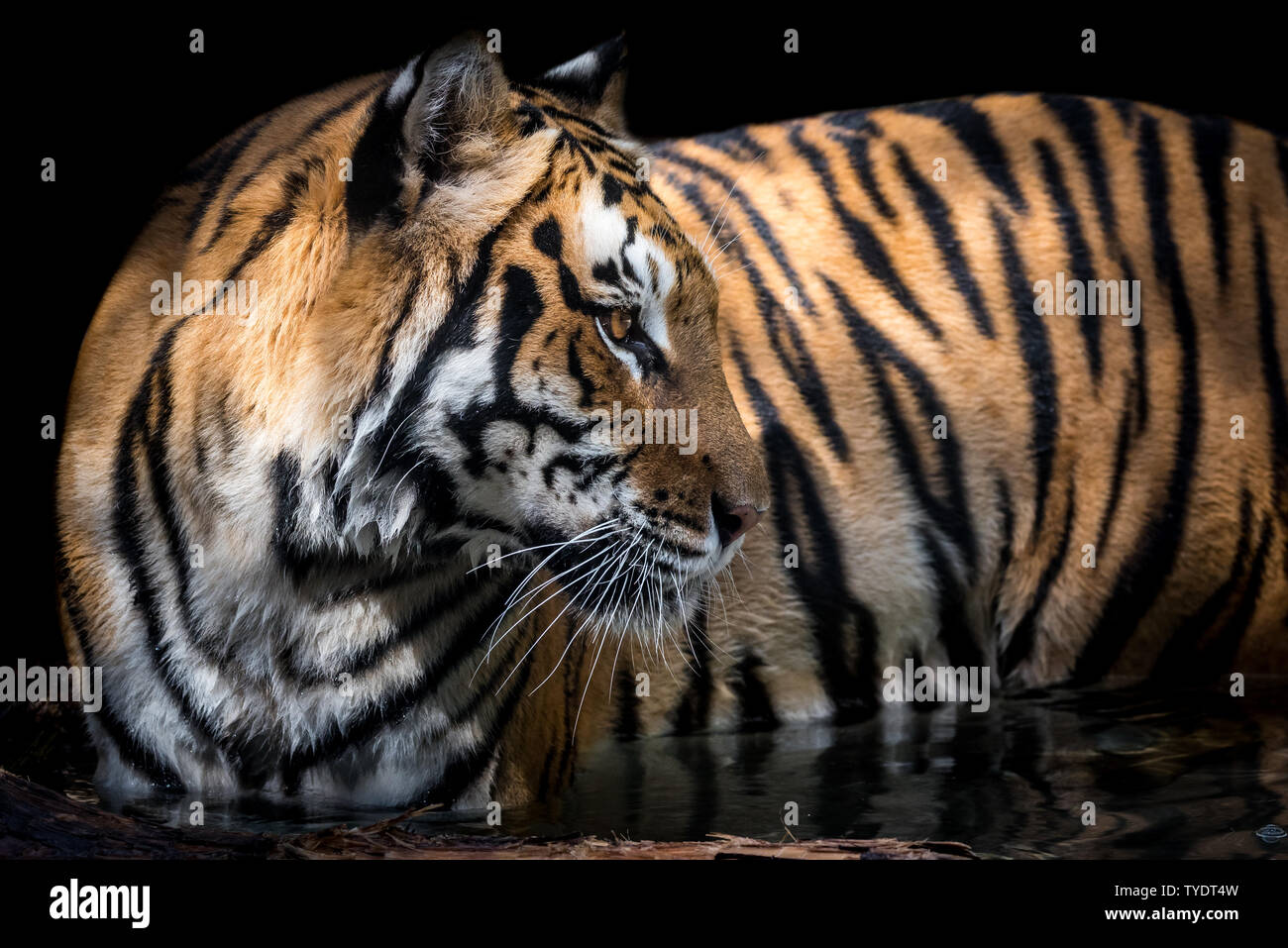 Bengalische Tigerin Abkühlung im Wasser Stockfoto