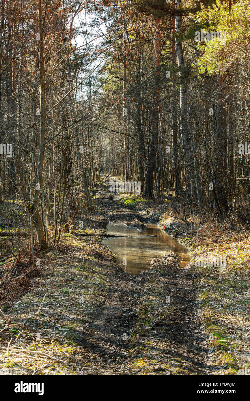 Holprige Straße mit Pfützen geht durch den Wald. Vertikale Hintergrund Foto Stockfoto
