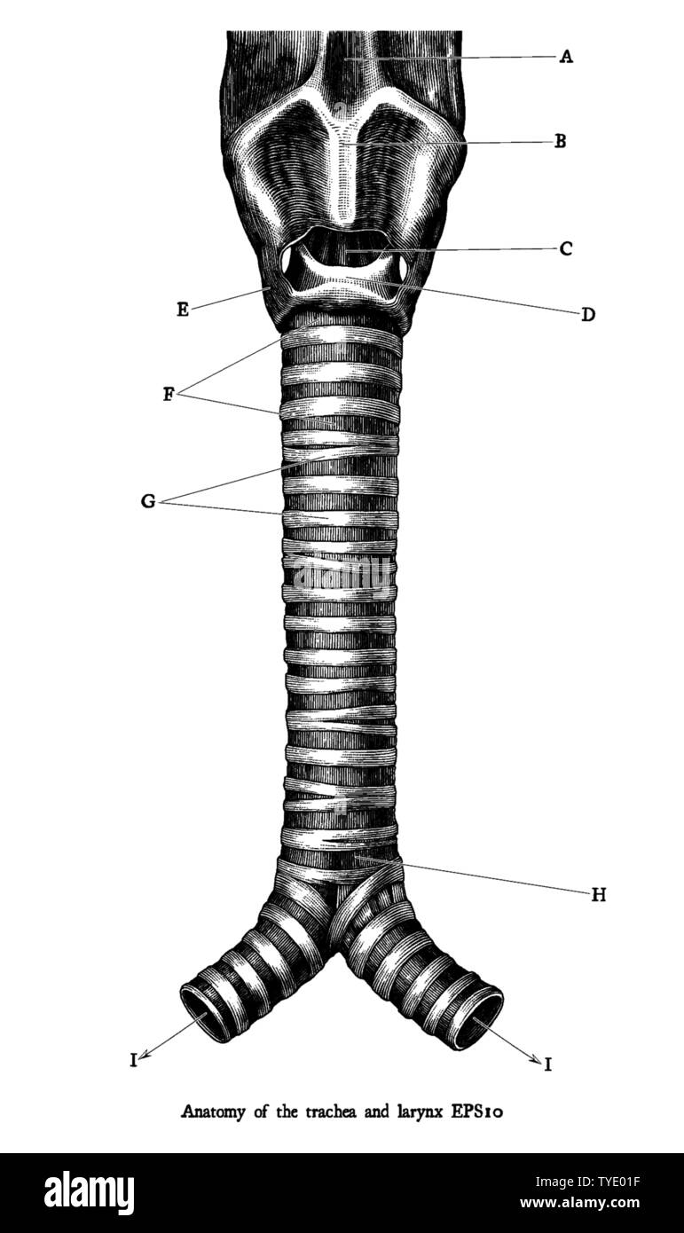 Antike Gravur Abbildung der menschlichen Anatomie der Luftröhre und Kehlkopf Schwarz und Weiß Clipart auf weißem Hintergrund, Anatomie für medizinische ed Stock Vektor