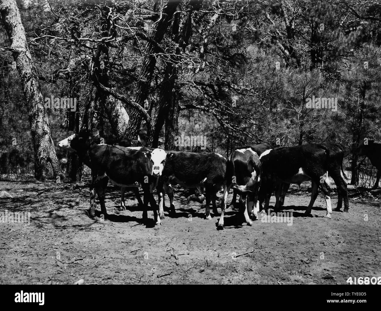 Foto: Red Pine; Umfang und Inhalt: Original Bildunterschrift: Red pine 1940 (10 Jahre alt). $ 40 ein Morgen in Weihnachtsbäume cut out, oder 3 mal Kosten für die Gründung der Plantage. Stockfoto