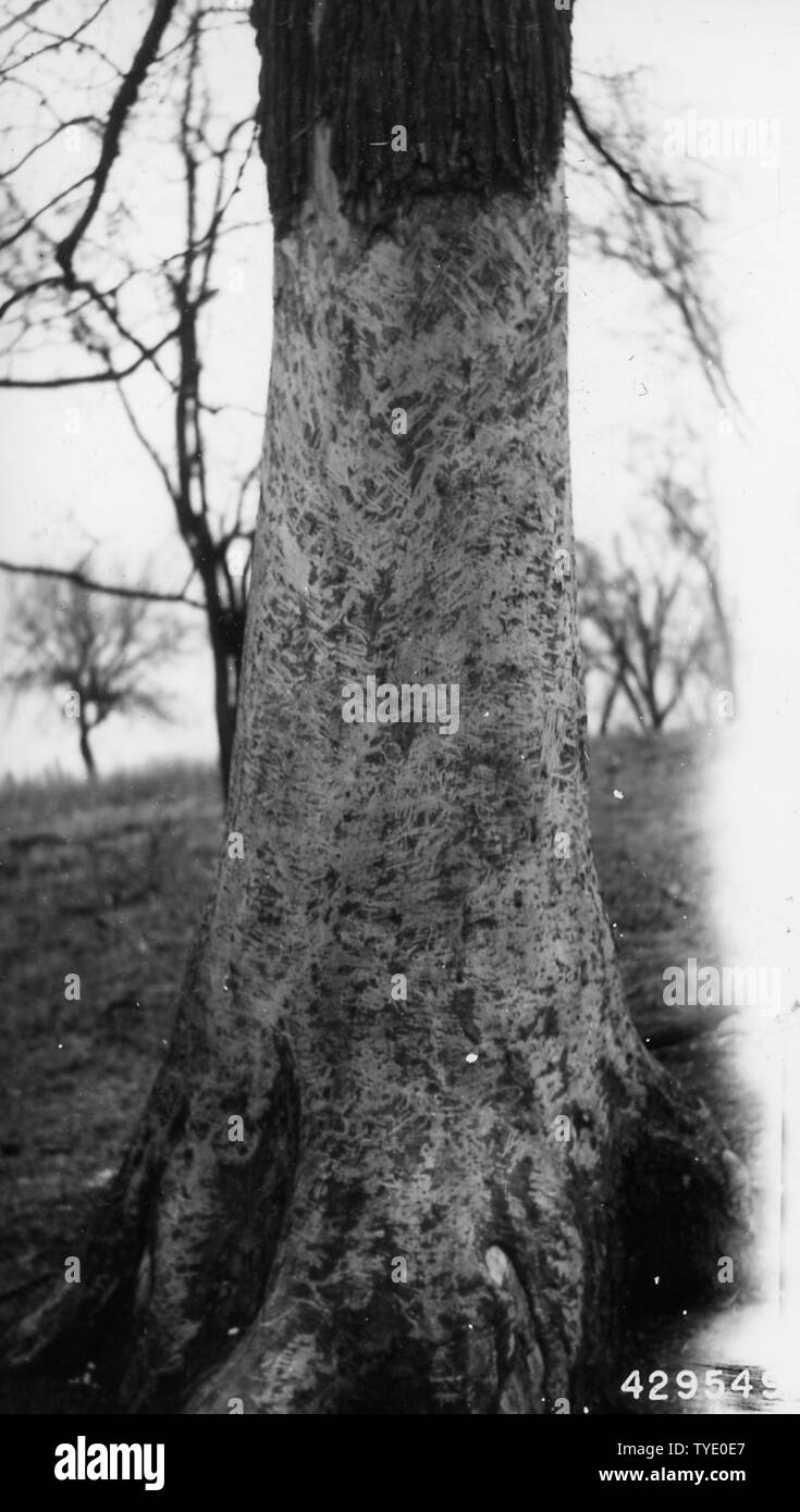 Foto von roten Ulmen Durchsucht von Pferden in Marshall, Illinois; Umfang und Inhalt: Original Bildunterschrift: Rot Ulmen durch Pferde grasten. Mehrere Bäume komplett girdled. Bäume meist rot Elm, aber einige weiße Ulme, und hackberry auch girdled. Marshall, IL. Stockfoto