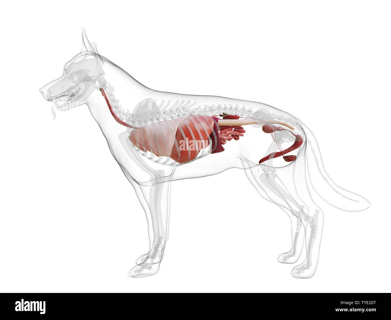 3D-gerenderte Medizinisch genaue Abbildung eines Hunde inneren Organen. Stockfoto