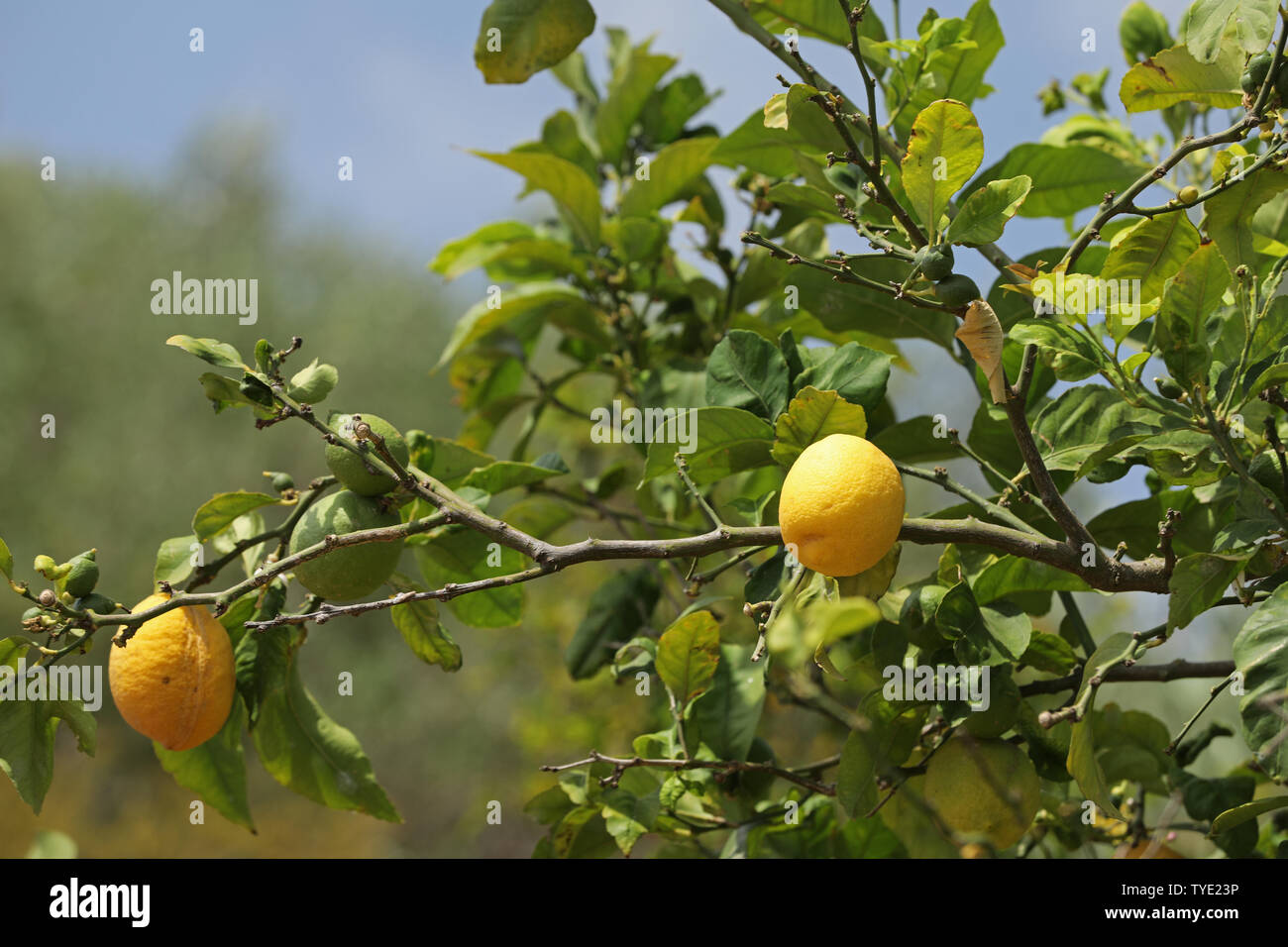 Zitronen Auf Einem Baum Stockfotos und -bilder Kaufen - Alamy