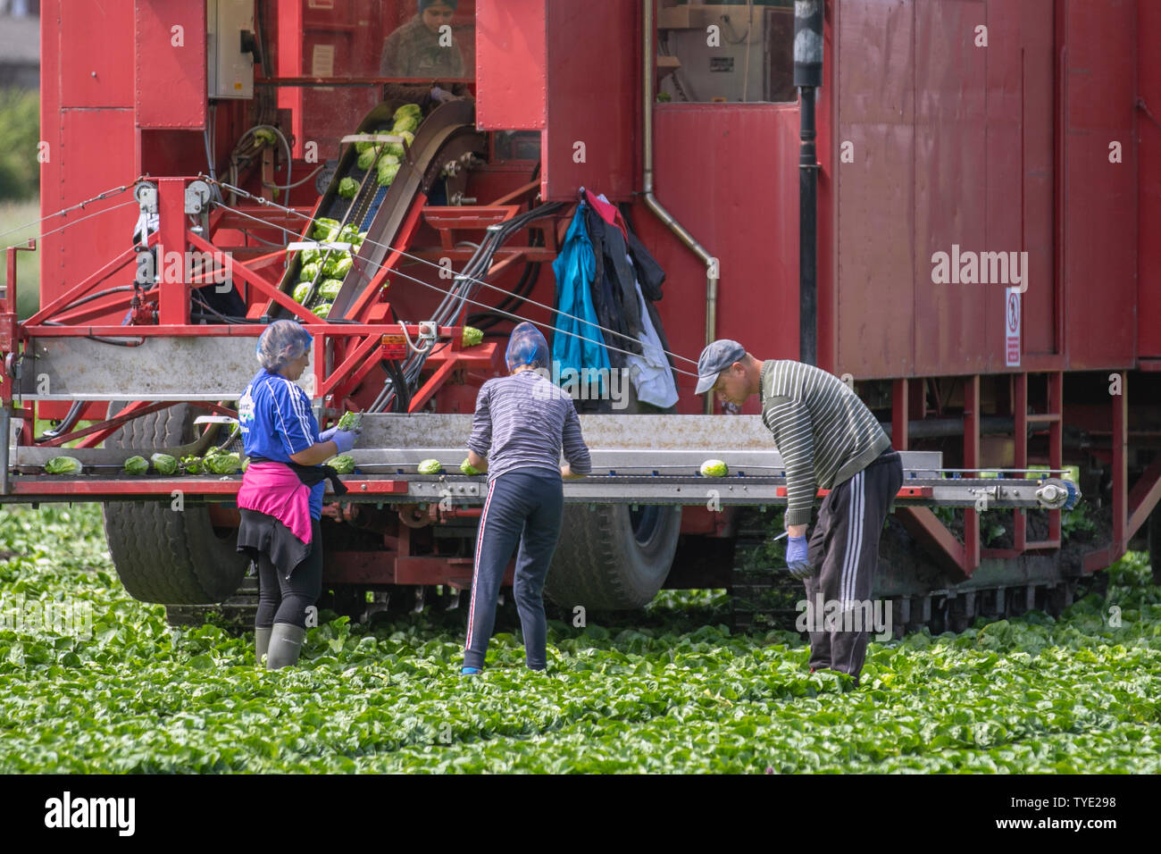 Tarleton, UK. 26 Juni, 2019. EU-Migranten Arbeit Kraft schneiden Salat wie die Nachfrage steigt bei dem heißen Wetter. Diese EU-Staatsangehörigen ernten Kopfsalat angesichts einer ungewissen Zukunft. Die Betriebe und Landwirte verlassen Sie sich auf eine große Anzahl von Migrantinnen in den arbeitsintensiven Schneiden & Ernte von Salat ernten zu helfen, und wer ist die fortgesetzte Beschäftigung bleibt im Zweifel als Verhandlungen über Brexit fort. Die britische Food Produktion hängt von saisonalen Arbeitskräften aus der EU, die finden, die für den britischen Mindestlohn attraktiv. Kredit; MWI/AlamyLiveNews Credit: MediaWorldImages/Alamy leben Nachrichten Stockfoto