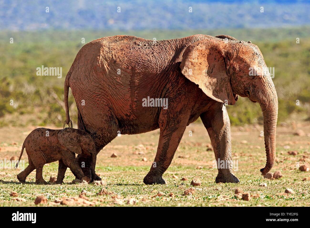 Afrikanischer Elefant (Loxodonta africana), Erwachsener, Weibchen mit Jungen Tier nach dem Schlammbad, Addo Elephant National Park, Eastern Cape, Südafrika Stockfoto