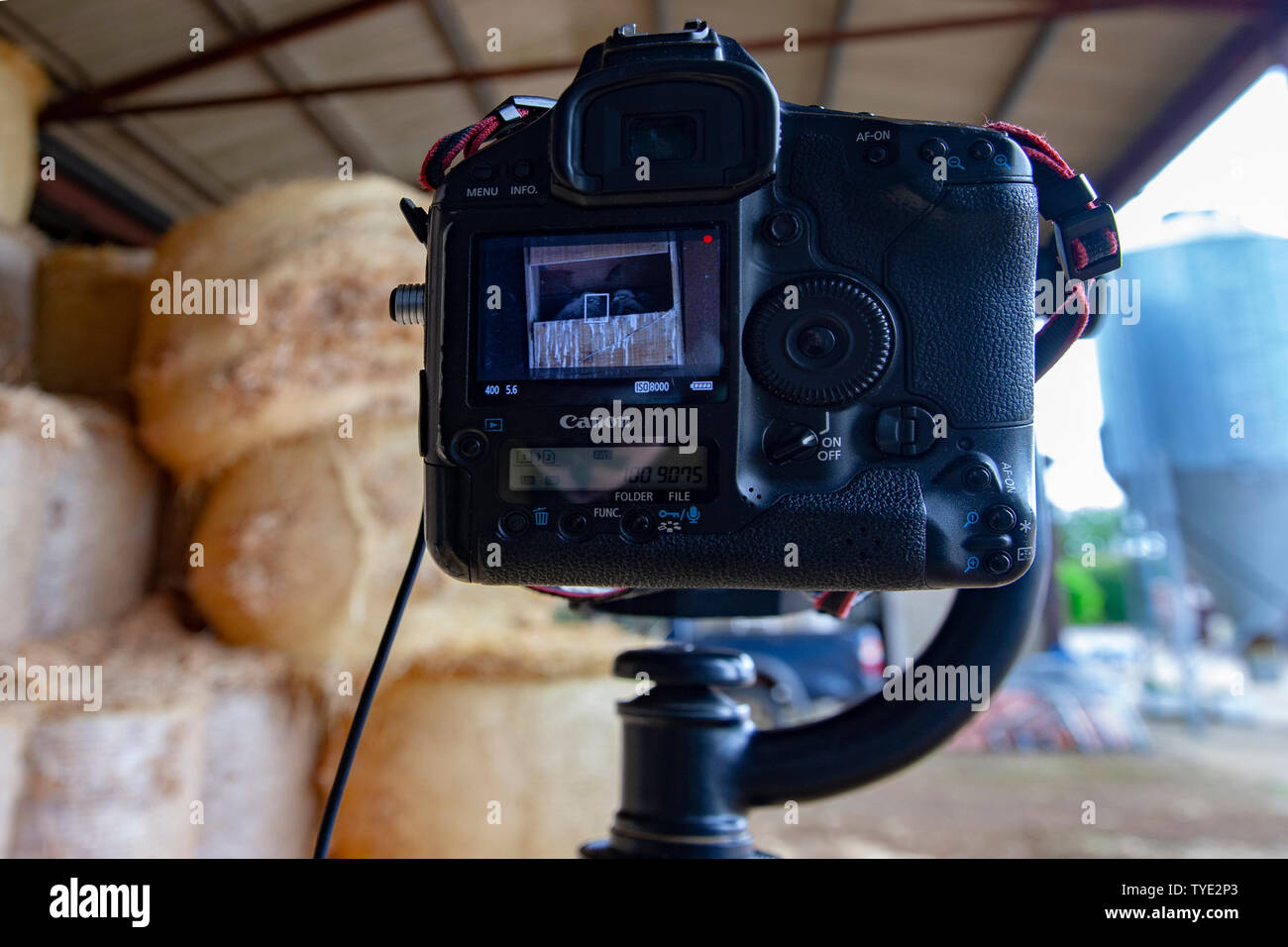 Canon 1D-mk1 V auf Stativ mit einer Canon 600mm F4 Objektiv auf eine Eule, das in einer Farm Barn zeigt mit turmfalken Verschachtelung mit Jungen. Stockfoto