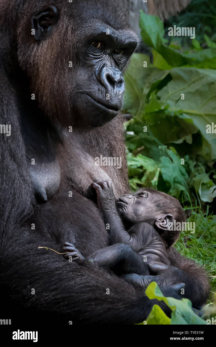 Gorilla Mamma ihr Baby füttern Stockfoto