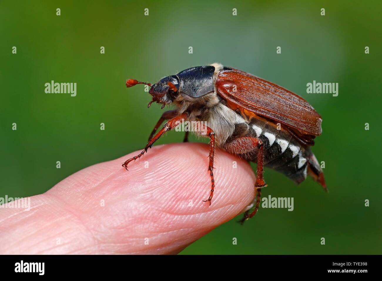 Mai Käfer (Melolontha melolontha) sitzt am Finger, Schleswig-Holstein, Deutschland Stockfoto