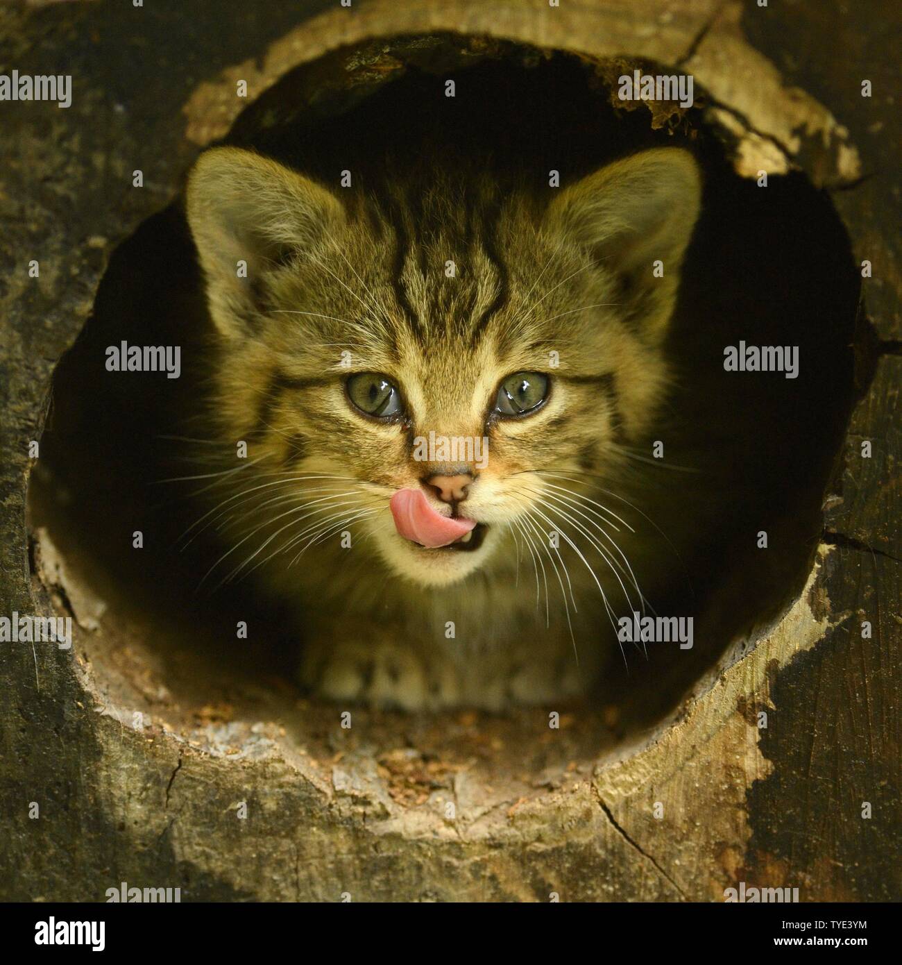 Die europäische Wildkatze (Felis silvestris silvestris), junge Tier sieht aus Bohrung und leckt seine Mund, Captive, Schweiz Stockfoto