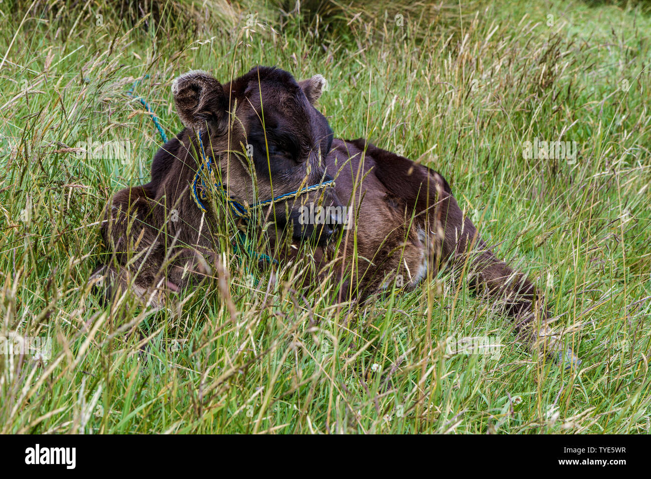 Kalb Stockfoto