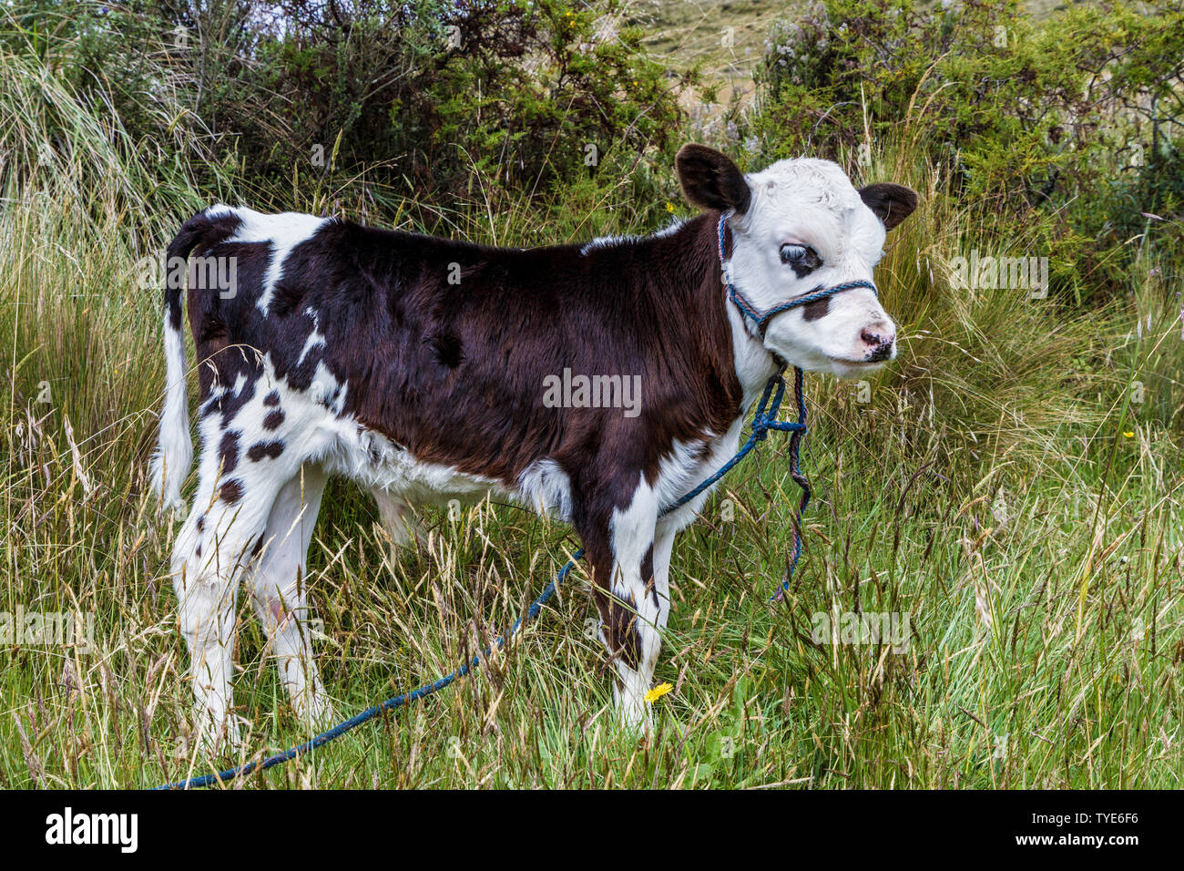 Kalb Stockfoto