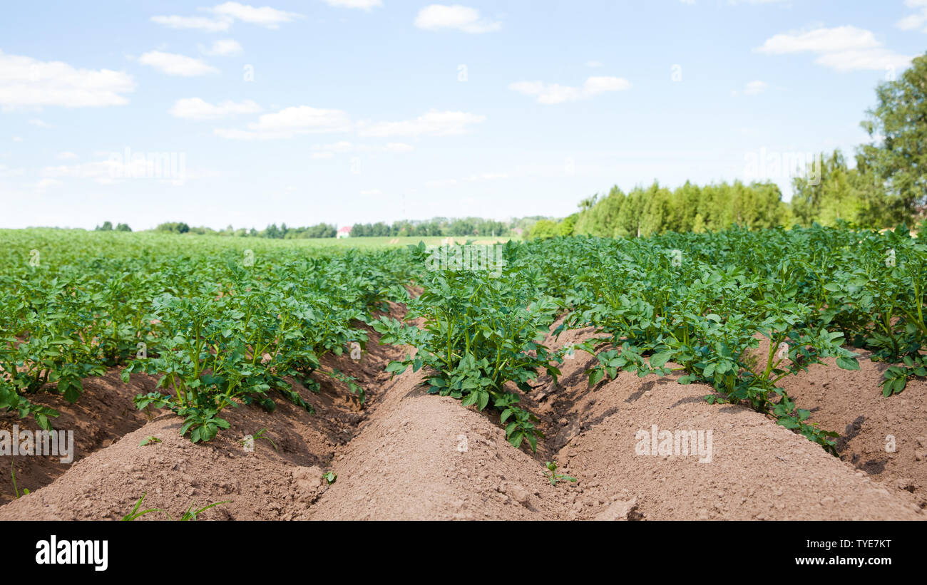 Reihen von Kartoffeln auf dem Bauernhof Feld. Anbau von Kartoffeln in Russland. Landschaft mit landwirtschaftlichen Feldern bei sonnigem Wetter. Stockfoto