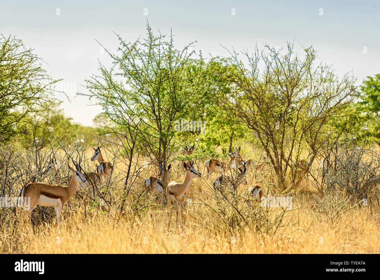 Springbock - Antidorcas marsupialis, schöne iconic antelop von Southern African Büsche und Ebenen, Etosha National Park, Namibia. Stockfoto