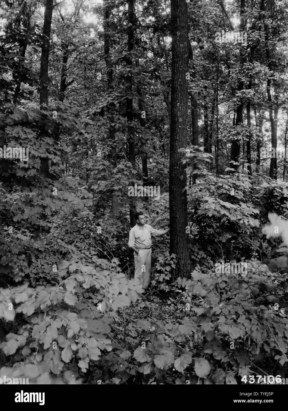 Foto der Jungen reife rote Eiche; Umfang und Inhalt: Original Bildunterschrift: Junge reife rote Eiche im Stand der gemischten Eiche, Linde und Ahorn. Milo Pederson. Stockfoto