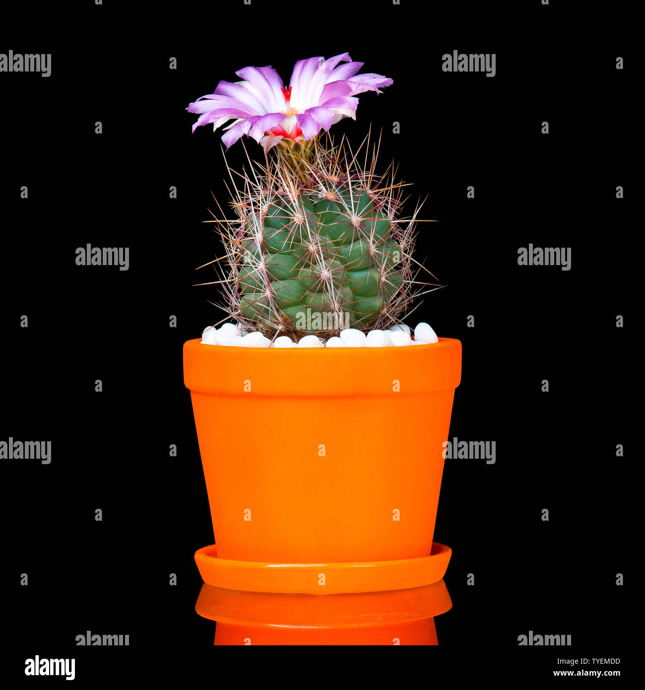 Kaktus Blumen auf Schwarz Stockfoto