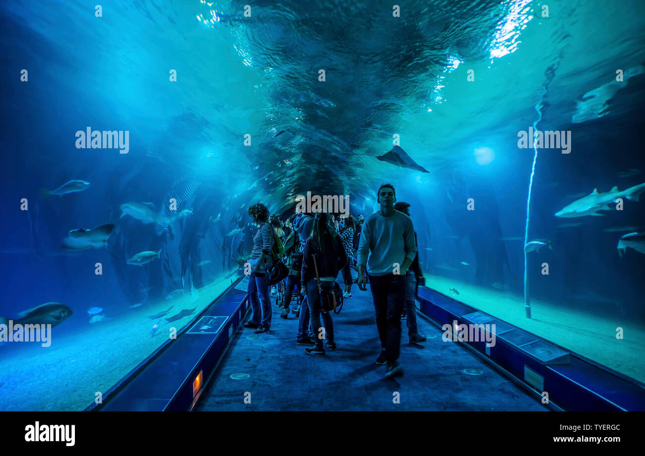 VALENCIA, Spanien - 7 November, 2016. Touristen im Inneren zu Ozeanographischen, eine spanische Ozeanarium in 2002 eingeweiht, in Valencia, Spanien. Stockfoto