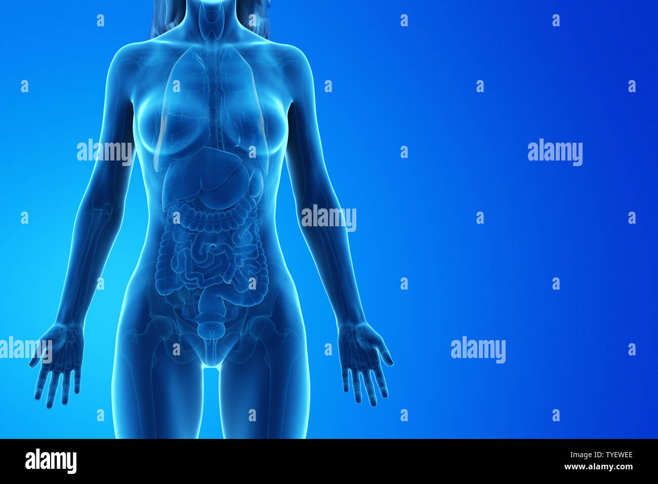 3D-gerenderte Medizinisch genaue Abbildung eines womans inneren Organen. Stockfoto