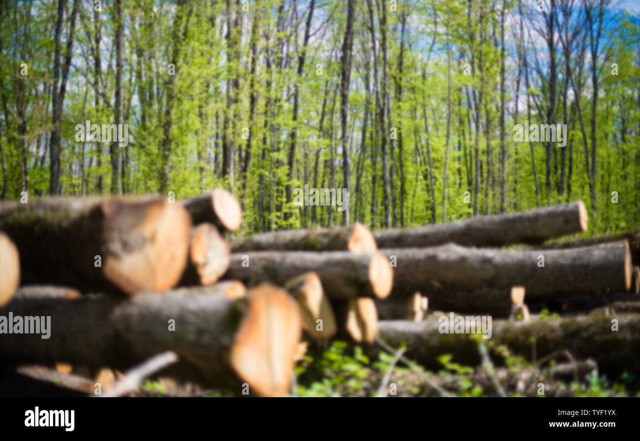 Verschwommen Wald Hintergrund. Junge Eichenwald. Im Vordergrund steht eine Reihe von Protokollen geerntet. Stockfoto