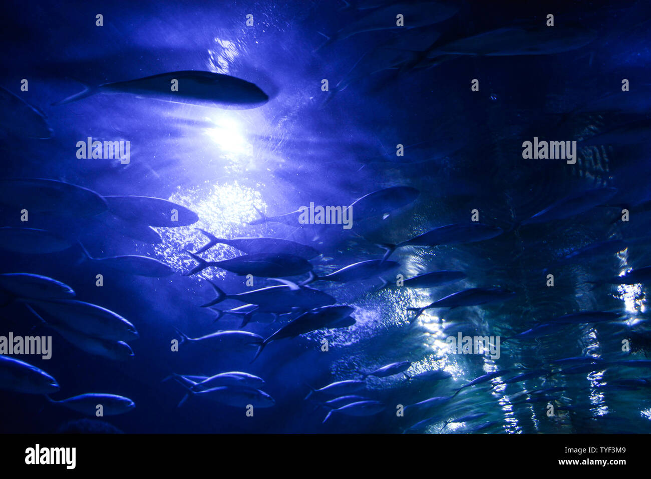 Blaue Gewässer Hintergrund mit Fisch in Bewegung im Aquarium. Stockfoto