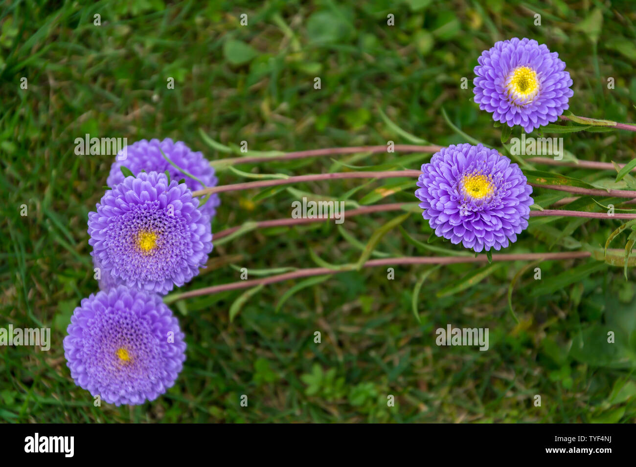 Schönen Astern im Garten blühen im frühen Herbst Stockfoto