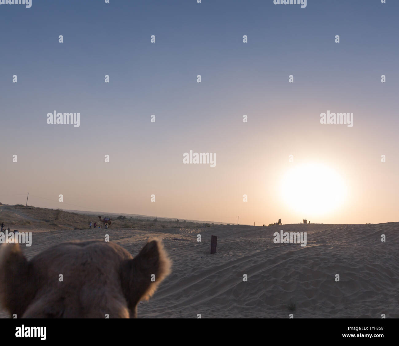 Kamel Ohren während auf Kamelritt in der Wüste Rajasthan mit Sonnenuntergang im Hintergrund Stockfoto