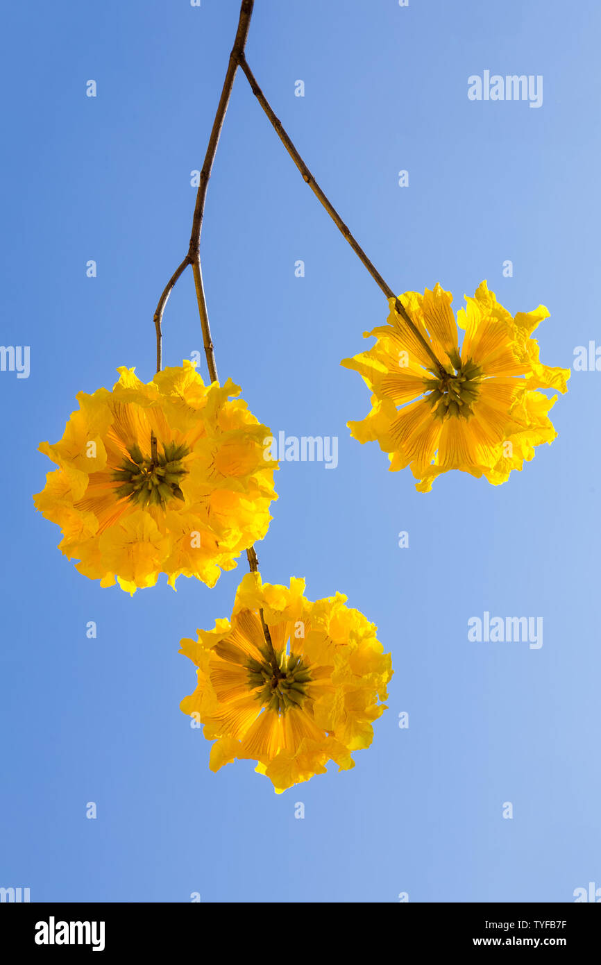 Gelbe tabebuia Blumen blühen auf dem Hintergrund des blauen Himmels, Fuzhou, China Stockfoto