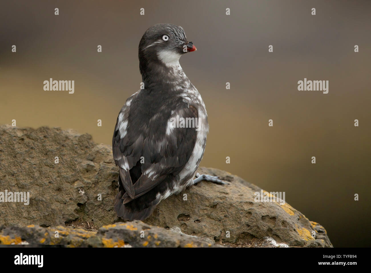 Mindestens auklet Stockfoto