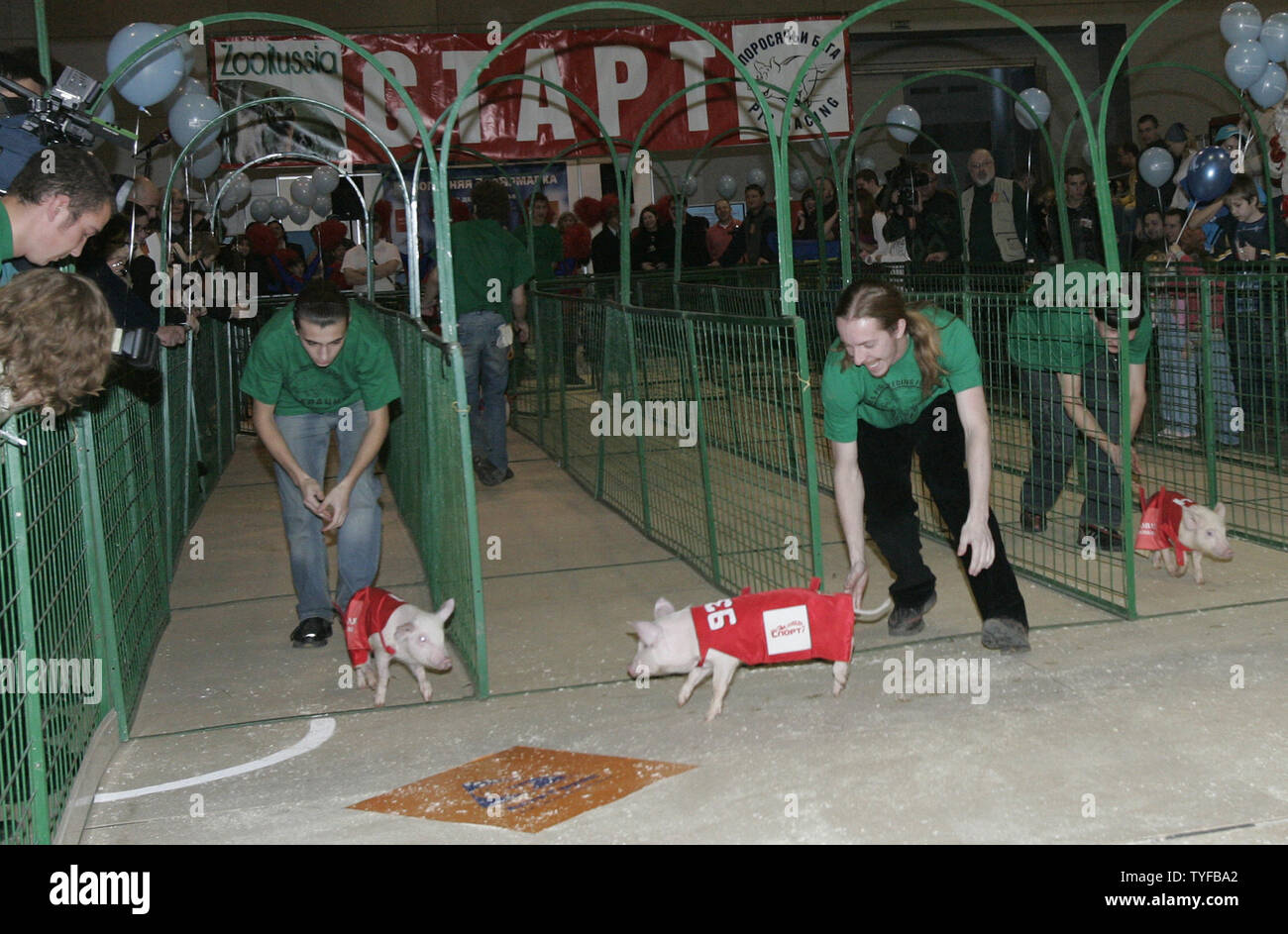 Assistenten chase Ferkel entlang der Strecke während der laufenden Veranstaltung der Russland Ferkel Meisterschaft in Moskau am 16. Dezember 2006. Die vierbeinigen Athleten konkurrieren über das Wochenende in Disziplinen wie Laufen und Schwein - Ball, ein Ball mit der Schnauze gespielt. (UPI Foto/Anatoli Zhdanov) Stockfoto