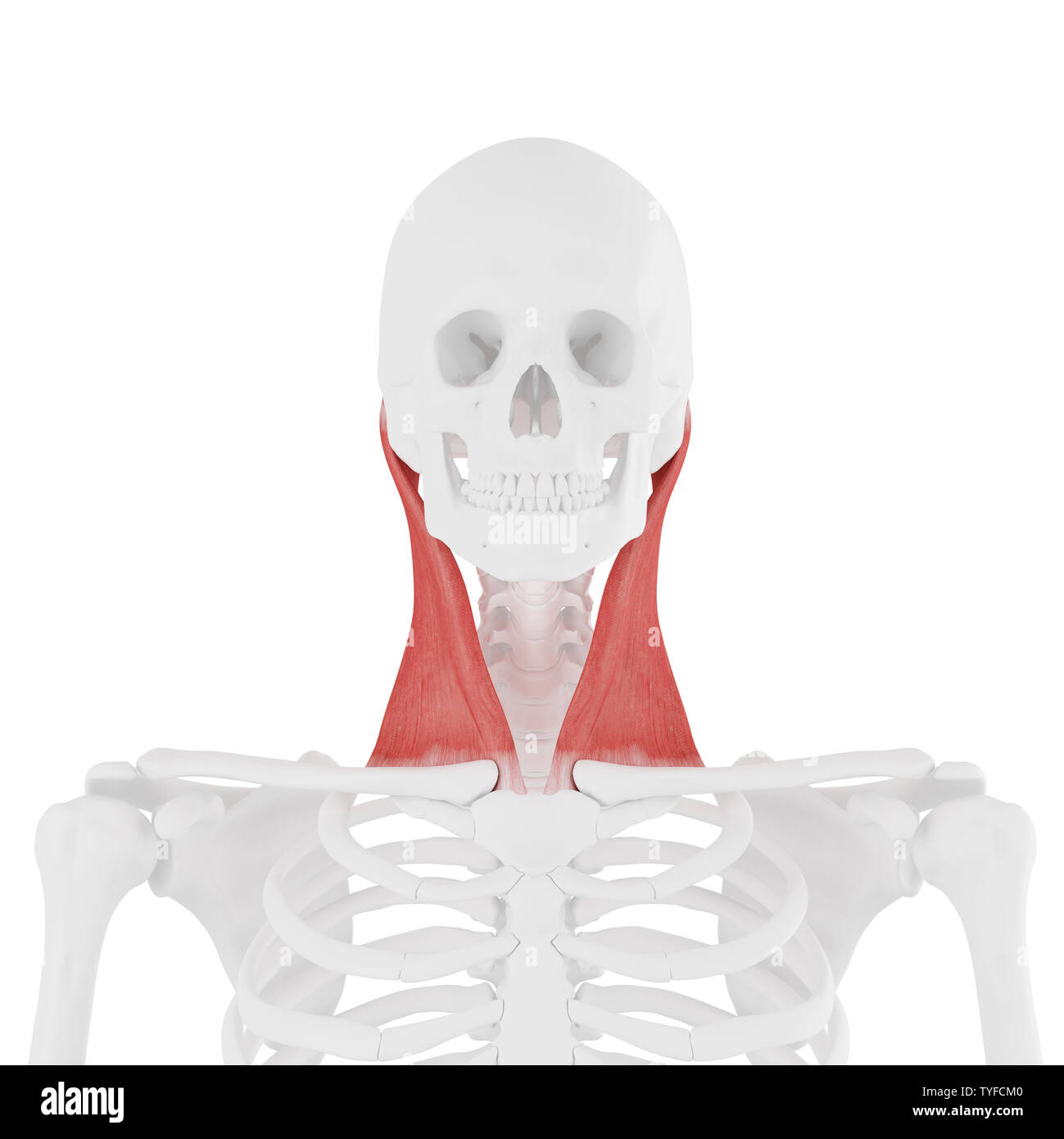 3D-gerenderte medizinisch genauen Abbildung des M. sternocleidomastoideus Stockfoto