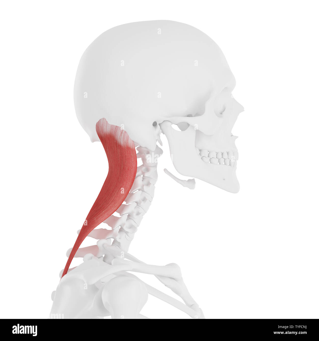 3D-gerenderte medizinisch genauen Abbildung des Splenius Capitis Stockfoto