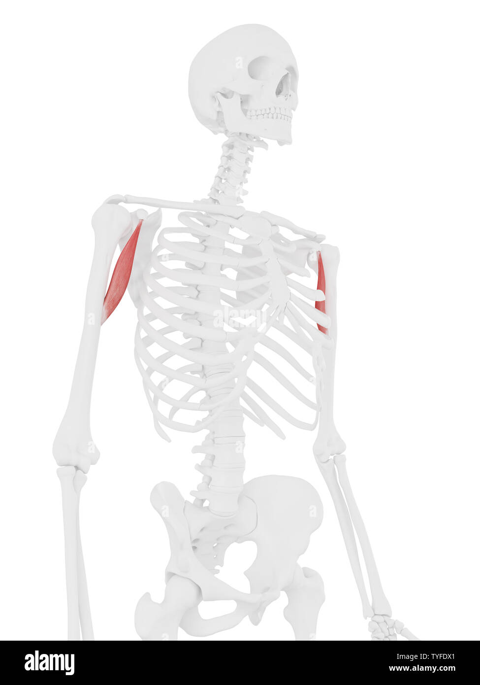 3D-gerenderte Medizinisch genaue Abbildung der Coracobrachialis Stockfoto
