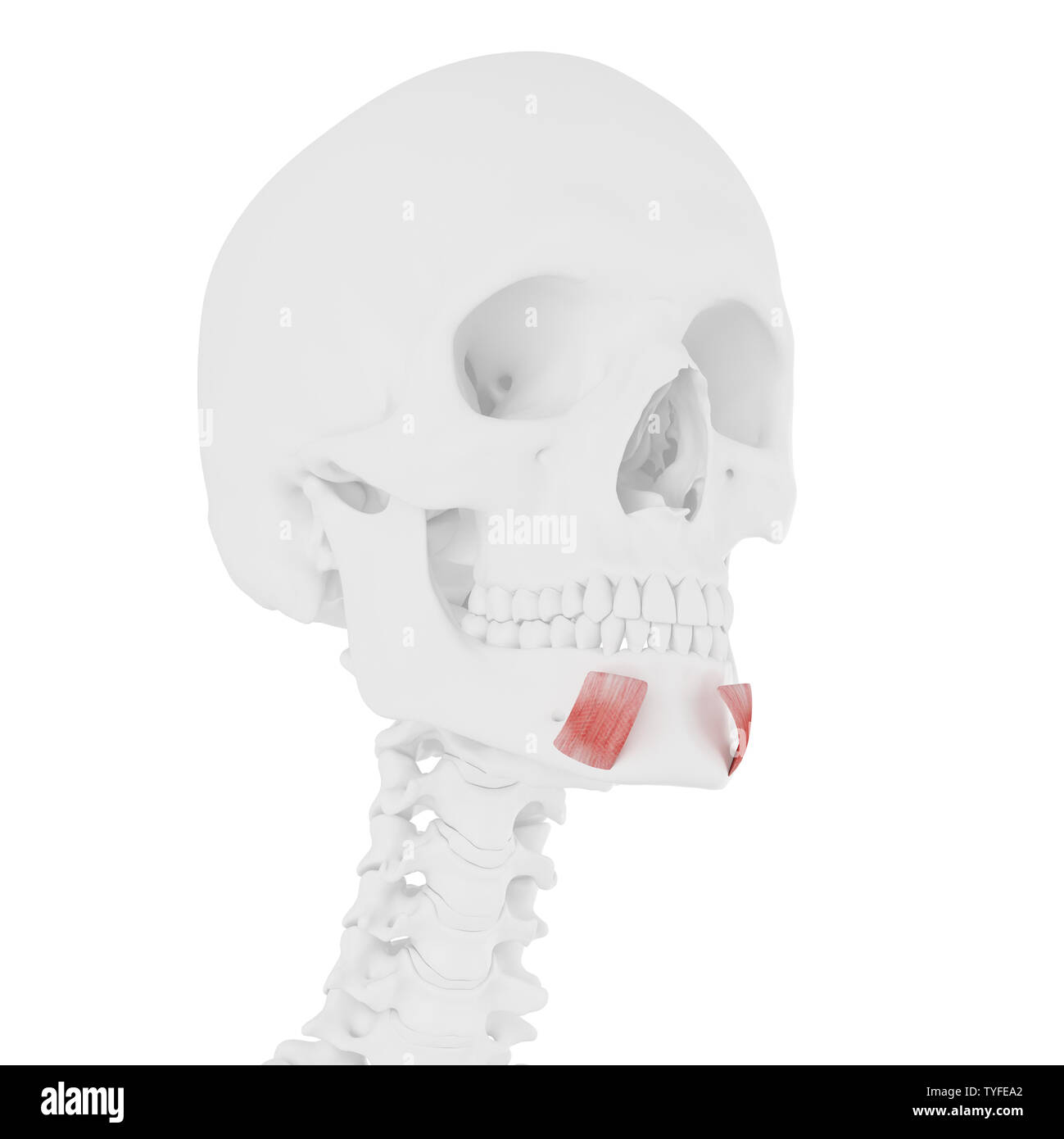 3D-gerenderte Medizinisch genaue Abbildung der Depressor Labii Inferioris Stockfoto