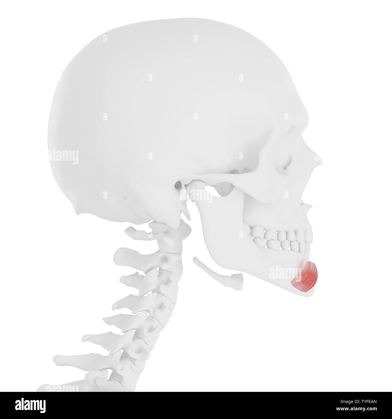3D-gerenderte Medizinisch genaue Abbildung der Depressor Labii Inferioris Stockfoto