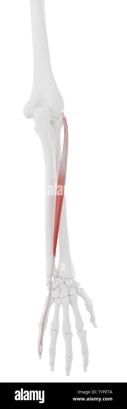 3D-gerenderte Medizinisch genaue Abbildung der Extensor seiner antireflektiven Minimi Stockfoto