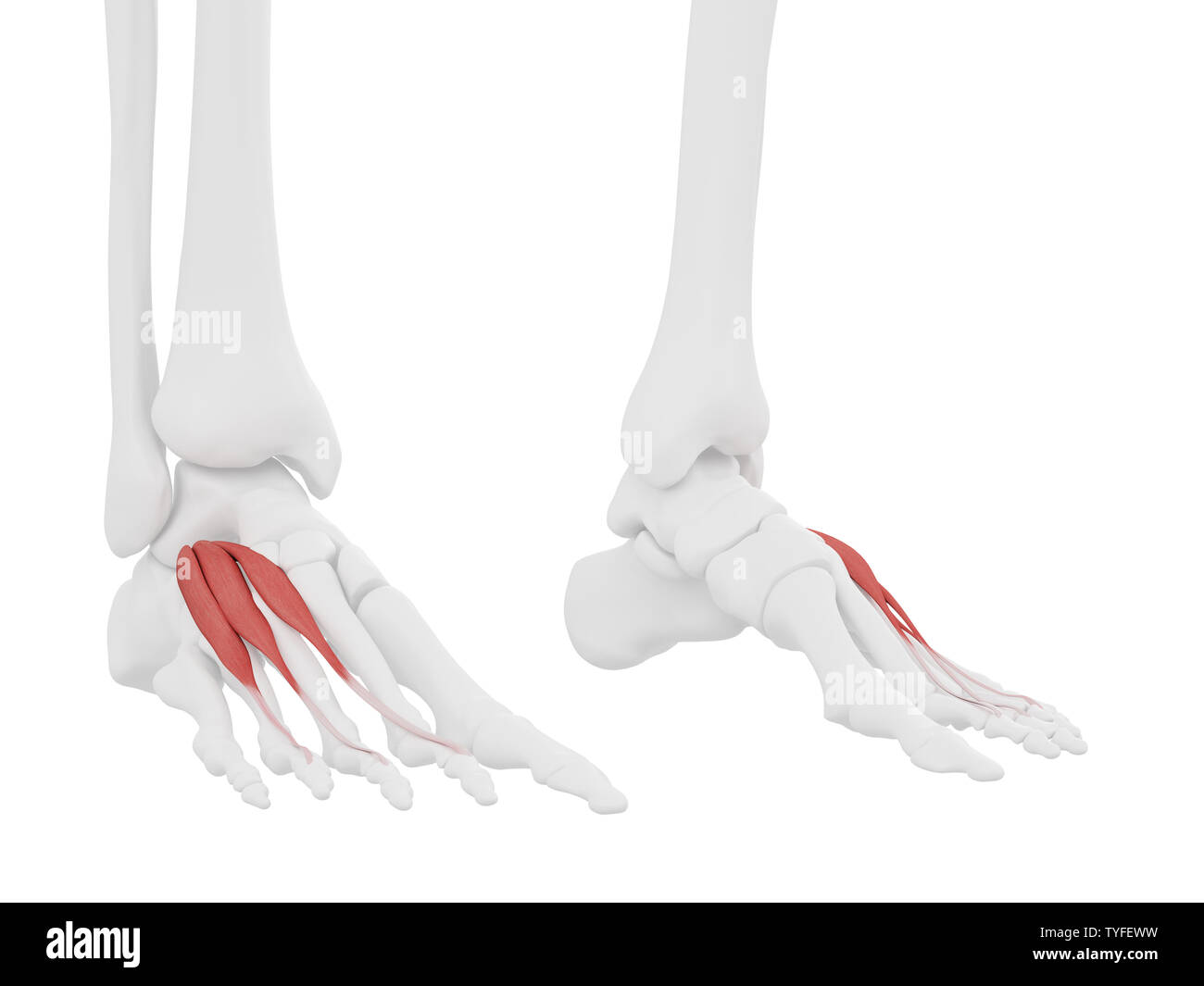 3D-gerenderte Medizinisch genaue Abbildung der Extensor Digitorum Brevis Stockfoto