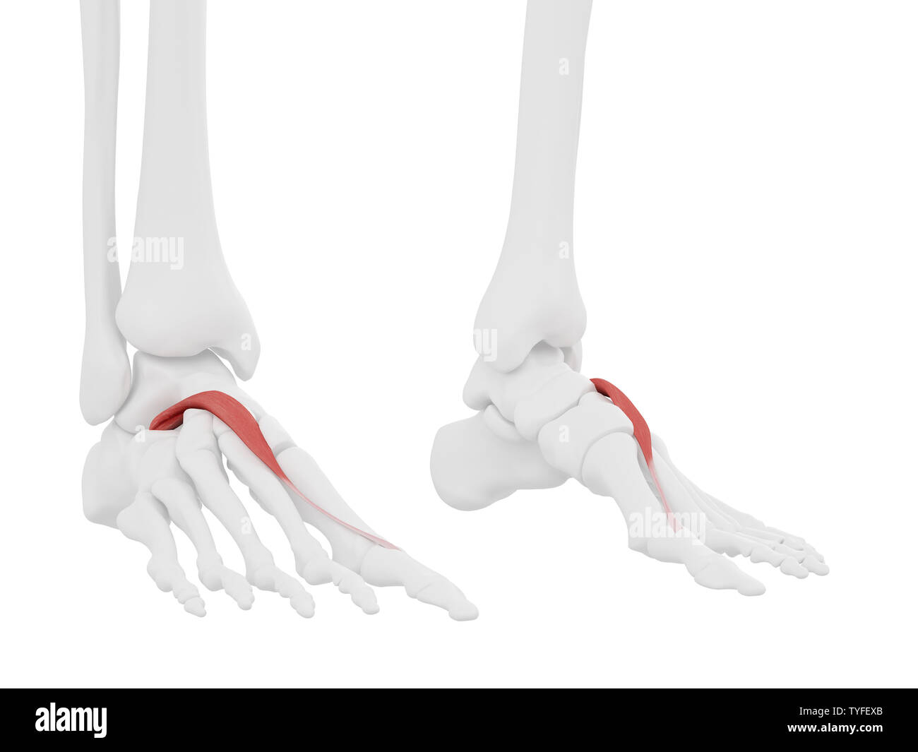 3D-gerenderte Medizinisch genaue Abbildung der Extensor Hallucis Brevis Stockfoto