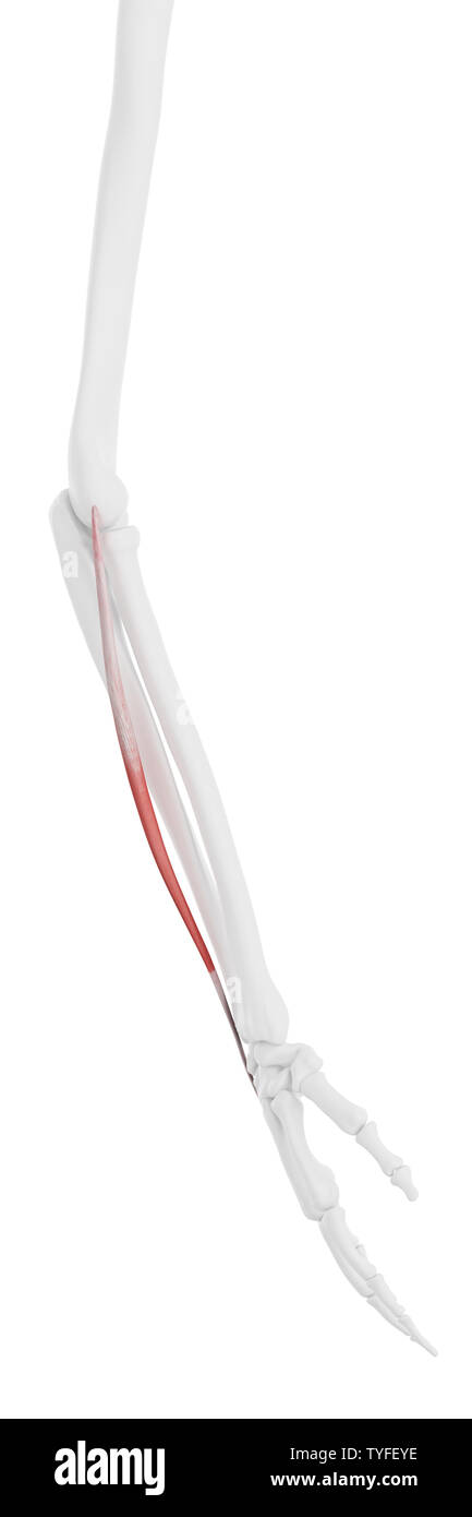 3D-gerenderte Medizinisch genaue Abbildung der Extensor seiner antireflektiven Minimi Stockfoto