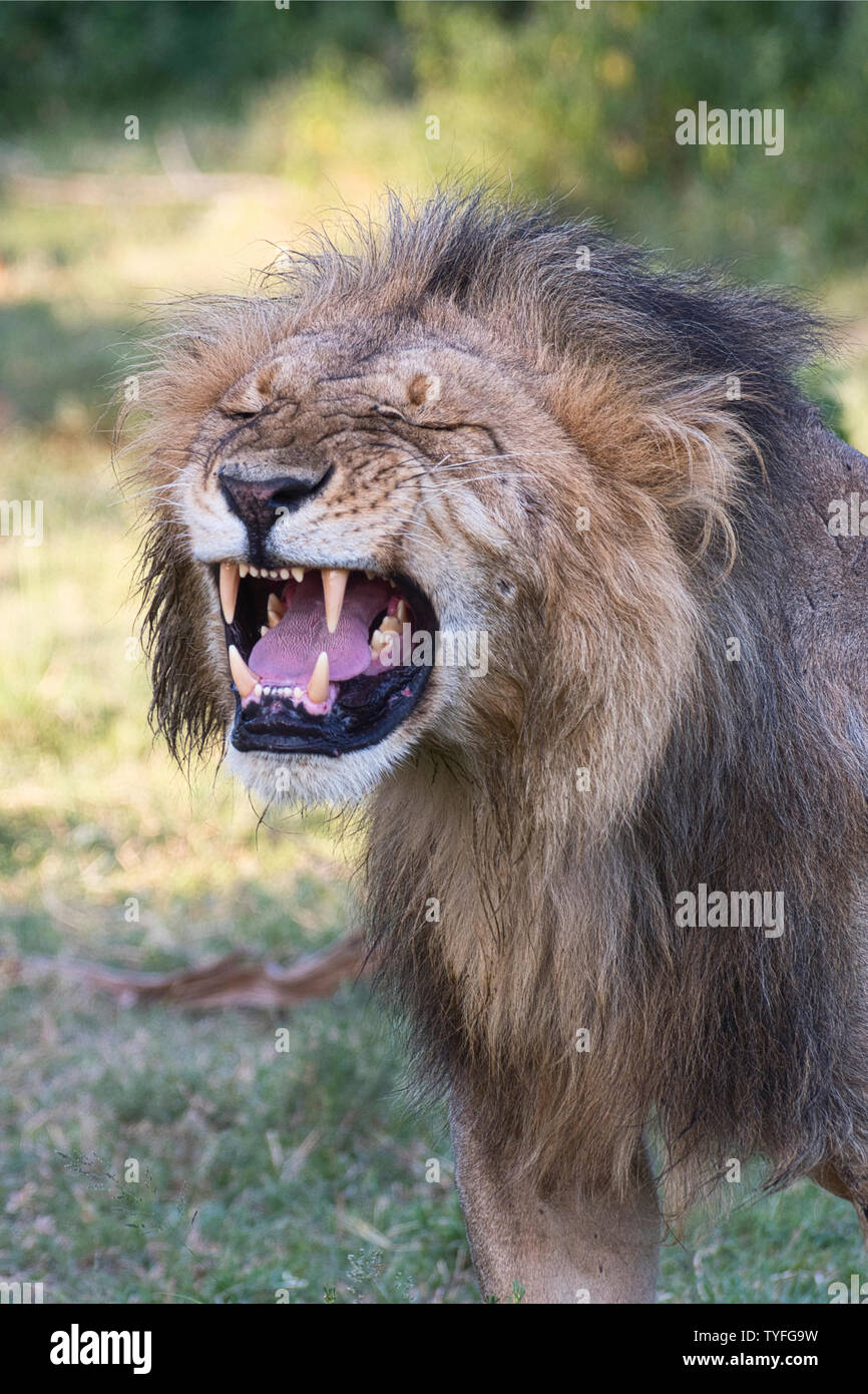Löwe (Panthera leo), obwohl dieser männlichen Erwachsenen scheint zu brüllen werden, er ist in der Tat die Verkostung der Luft zu sehen, wenn Frauen in der Saison sind in der Nähe Stockfoto