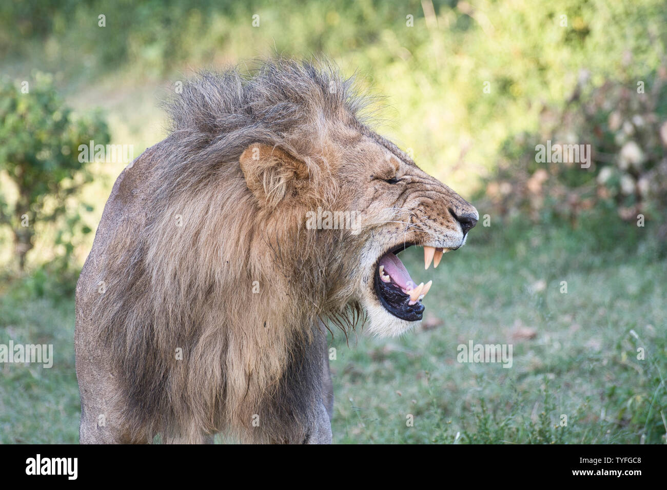 Löwe (Panthera leo), obwohl dieser männlichen Erwachsenen scheint zu brüllen werden, er ist in der Tat die Verkostung der Luft zu sehen, wenn Frauen in der Saison sind in der Nähe Stockfoto