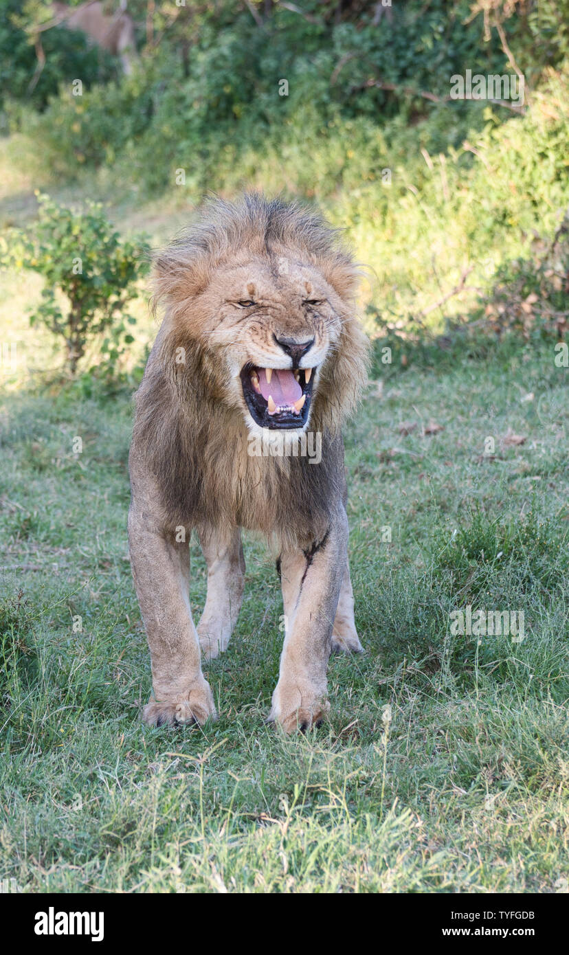 Löwe (Panthera leo), obwohl dieser männlichen Erwachsenen scheint zu brüllen werden, er ist in der Tat die Verkostung der Luft zu sehen, wenn Frauen in der Saison sind in der Nähe Stockfoto