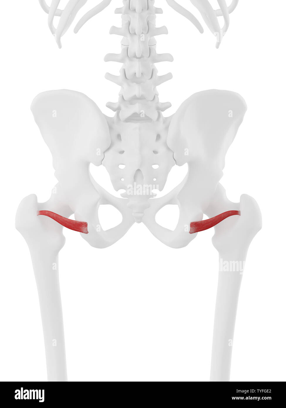 3D-gerenderte medizinisch genauen Abbildung des Gemellus Inferior Stockfoto